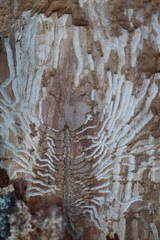 Scolytus