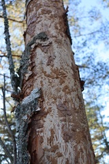 Scolytus