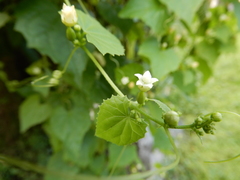 Zehneria