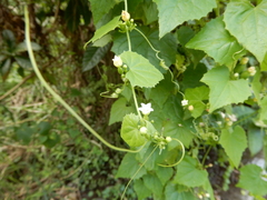 Zehneria