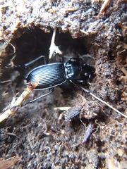 Pterostichus
