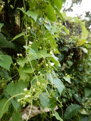 Zehneria