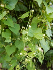 Zehneria