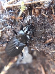 Pterostichus