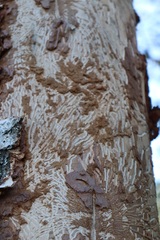 Scolytus