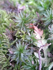 Atrichum undulatum