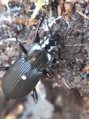 Pterostichus