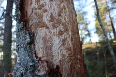 Scolytus