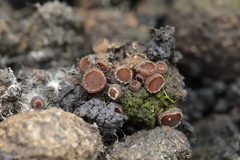 Pseudombrophila hepatica