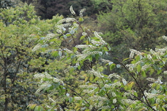 Prunus buergeriana