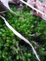 Mnium hornum