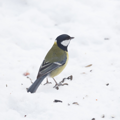 Parus major