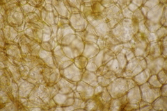 Pseudombrophila hepatica