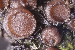 Pseudombrophila hepatica