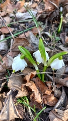Leucojum vernum