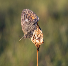Coenonympha