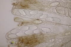 Pseudombrophila hepatica