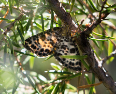 Arichanna melanaria