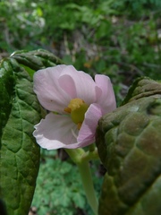 Podophyllum hexandrum