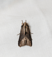 Calocucullia celsiae