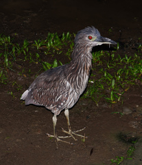 Nycticorax