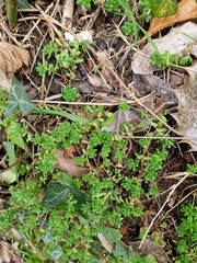 Sedum album