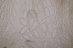 Pseudombrophila hepatica
