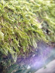 Cryphaea heteromalla