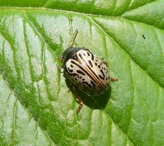 Calligrapha philadelphica