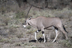 Oryx beisa beisa