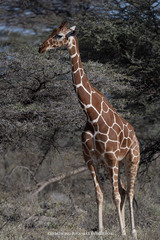 Giraffa camelopardalis reticulata