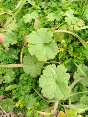 Geranium rotundifolium