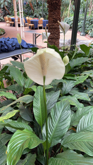 Spathiphyllum wallisii