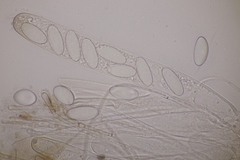 Pseudombrophila hepatica