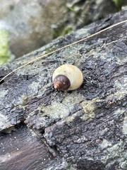 Littorininae