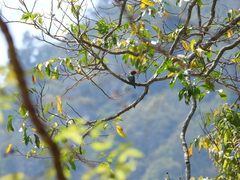 Chrysococcyx maculatus