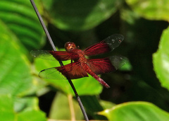 Camacinia gigantea