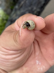 Littorininae