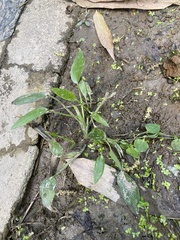 Pontederia vaginalis