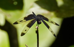 Rhyothemis regia