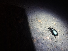 Calosoma granatense