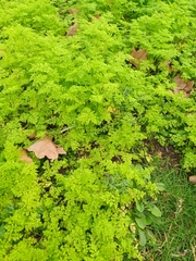 Anthriscus caucalis
