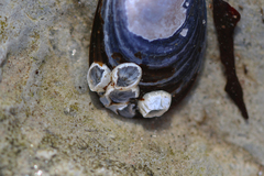 Amphibalanus improvisus