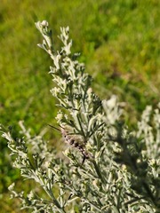 Calliteara fortunata