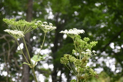 Heracleum maximum