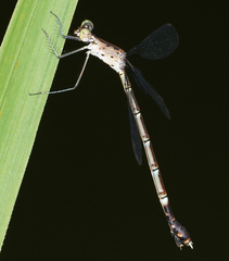 Lestes praevius