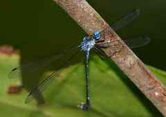 Lestes praevius