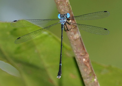 Lestes praevius