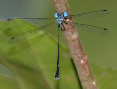 Lestes praevius