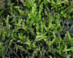 Hygrohypnella ochracea